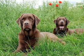 My Dog Is Allergic To Grass What Do I Do Canna Pet