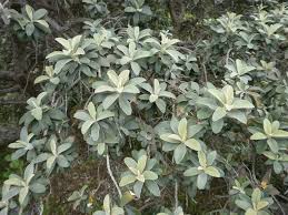 Image result for Tarchonanthus camphoratus
