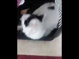 Bacagi Kirik Kedi Aciklamayi Okuyun Youtube