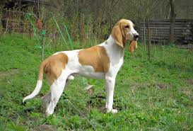 Image result for švycký honič