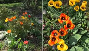 Wenn sie obstbäume im garten haben, sind hummeln und bienen unerlässlich für die befruchtung. Der Garten Im April Weiss Schwarz