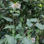 Image result for Vernonia brachycalyx