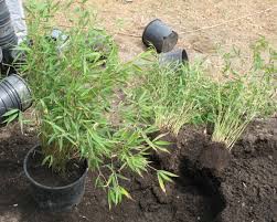 How to split bamboo plants. How To Propagate Bamboo Bamboo Co Op