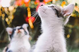 Koleksi gambar kucing comel dan lucu azhan co. 19 Keping Gambar Anak Kucing Yang Comel Lagi Imut