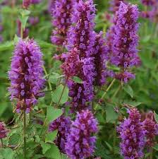 Image result for Hippocratea buchananii