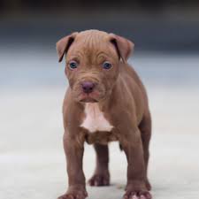 One thing for sure, you have to consider a. Red Nosed Pitbull Pictures Posted By Samantha Simpson