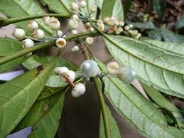 Image result for Pauridiantha