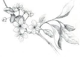 Pin By Maddy Meh On Tatoo Tigre Et Fleurs Cherry Blossom Drawing Flower Drawing Blossom Tattoo