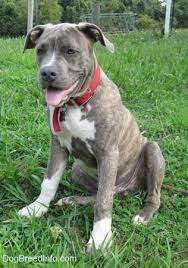 He was bred by shades of blue kennel, breeders na'im and tanika caleb, from 50% razor edge and 50% old watchdog lines. Raising A Puppy 4 Months Old 19 Weeks Spencer The Pit Bull