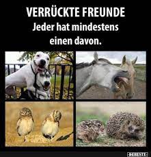 Verruckte Freunde Jeder Hat Mindestens Einen Davon Lustige Bilder Spruche Witze Echt Lustig