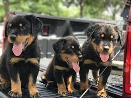 You can have a rottweiler puppy with the sweetest disposition; 800 Akc German Rottweiler Puppies For Sale Atlanta Ga Shoppok