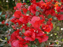 Check spelling or type a new query. Eden Garden Flowers Auckland New Zealand Travel To Eat