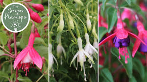 We did not find results for: Johnsonsofwhixley Author At Commercial Nursery Johnsons Of Whixley Home Johnsons Of Whixley