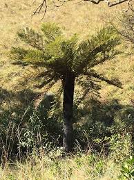 Image result for Cyathea dregei