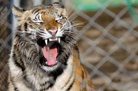 2.) the wild tiger is one of the most endangered species in the world. Is It Common For A Tiger To Stalk Trivia Questions Quizzclub