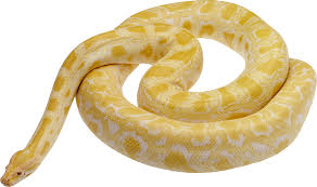 Snake Png4078 Png 2628 1554 Burmese Python Snake Images Snake