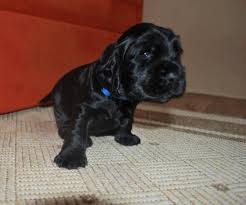 Die seite ist ein tochterprojekt von dem verein cosenot e.v. Cocker Spaniel Welpen Suchen Ein Liebevolles Zuhause 813092