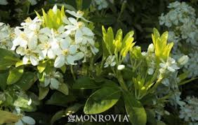 Choisya ternata or 'mexican orange blossom' are readily available from online nurseries and local garden centres. Mexican Orange Choisya Ternata Take Root With Dennis 7 Dees