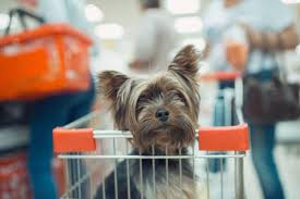 4petneeds is india's no.1 pet shop that provide trusted and branded pet products with free shipping for dogs, cats, fishes, and puppies. Pet Shop License Registration Indiafilings