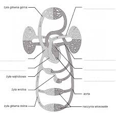Uklad Krazenia Biologhelp
