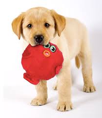Shop outward hound treat puzzle toys. 2018 S Best Pet Toys Fetch Pet Care