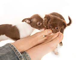 Why Do Dogs Lick Their Humans Feet