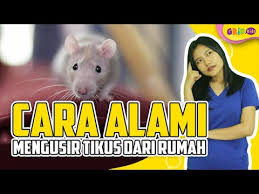 Silakan ikuti langkah aman pemakaian bahan ini dan cari tahu efektivitasnya sendiri. Cara Alami Mengusir Tikus Dari Rumah Fakta Menarik Youtube