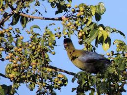 Image result for Ekebergia capensis