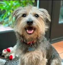 Cairn Terrier Adoption: Cairn Terrier Puppy For Sale and Adoption
