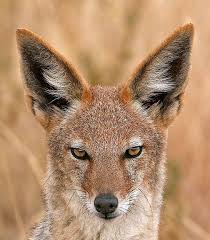 Silver Backed Jackal Black Backed Jackal Wild Dogs Jackal