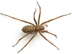 The northern black widow (latrodectus variolus) and the black black widows, too, appear to be pushing toward more northern states and canada. Spiders Canada Ca