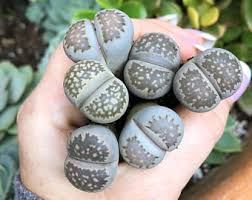 Requiere paciencia, pero es muy bonito. 100 Piezas Distintas Semillas Lithops Que Viven Las Semillas De Flor De Piedra Cactus Cactus Succulent Raras Bonsai Colorido Carnoso Planta Facil Crecer Jardin Plantas Semillas Y Bulbos Panenkarya Plantas De Interior