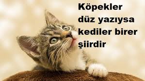 Kediler Ile Ilgili Sozler Miyav Sozleri Aliskanlik