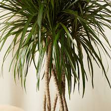 Image result for dracaena