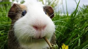 Die Krankheiten Beim Meerschweinchen Meerschweinchen Niedliche Meerschweinchen Meerschweinchen Bilder