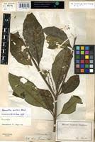 Image result for Rauvolfia vomitoria