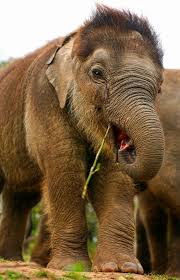 Nunai Courtesy Of The International Fund For Animal Welfare Elephant Species Elephant Baby Elephant