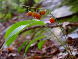 Image result for Convallariaceae