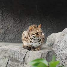 貓咪在歷史上被馴化了兩次 pansci 泛科學 small wild cats cats leopard cat