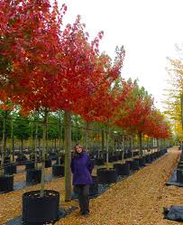 Acer X Freemanii Autumn Blaze Freemans Maple Deepdale