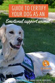 Faq How Do I Register My Emotional Support Animal Legitimate Emotional S Emotional Support Animal Emotional Support Dog Emotional Support Animal Registration