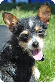 Wire Fox Terrier Chihuahua Mix Chihuahua Terrier Mix Wire Fox Terrier Unique Dog Breeds