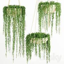 Hanging Plants Creative Ideas For Hanging Plants Indoors And Outdoors Indoor Outdoor Hanging Planter Ideas Hanging Plants Outdoor Hanging Plants Pearl Plant
