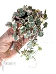 Image result for Ceropegia breviflora
