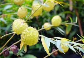 Maybe you would like to learn more about one of these? 4 243 Balloon Plant Photos Free Royalty Free Stock Photos From Dreamstime