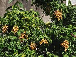 Image result for Clausena lansium