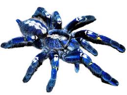 Tarantulas make for quiet pets that don't take up a lot of space, but they do have some specific care needs. Gooty Sapphire Tarantula For Sale Reptiles For Sale