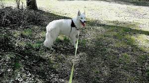 Si vous ne pouvez pas faire confiance. Promener Mon Chien Sans Laisse En Foret Je Peux Ou Je Ne Peux Pas