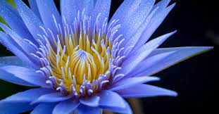 From teal and turquoise flowers to navy blooms and everything in between, our favorite florals sing the blues in a good way. What Blue Flowers Mean Floraqueen Blog