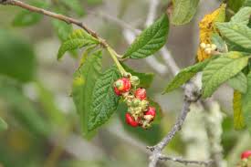 Image result for Cordia goetzei